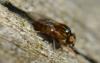 Thaumatomyia notata
